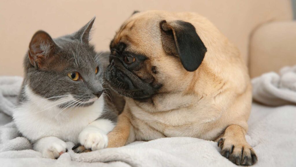 what animals do cats get along with.