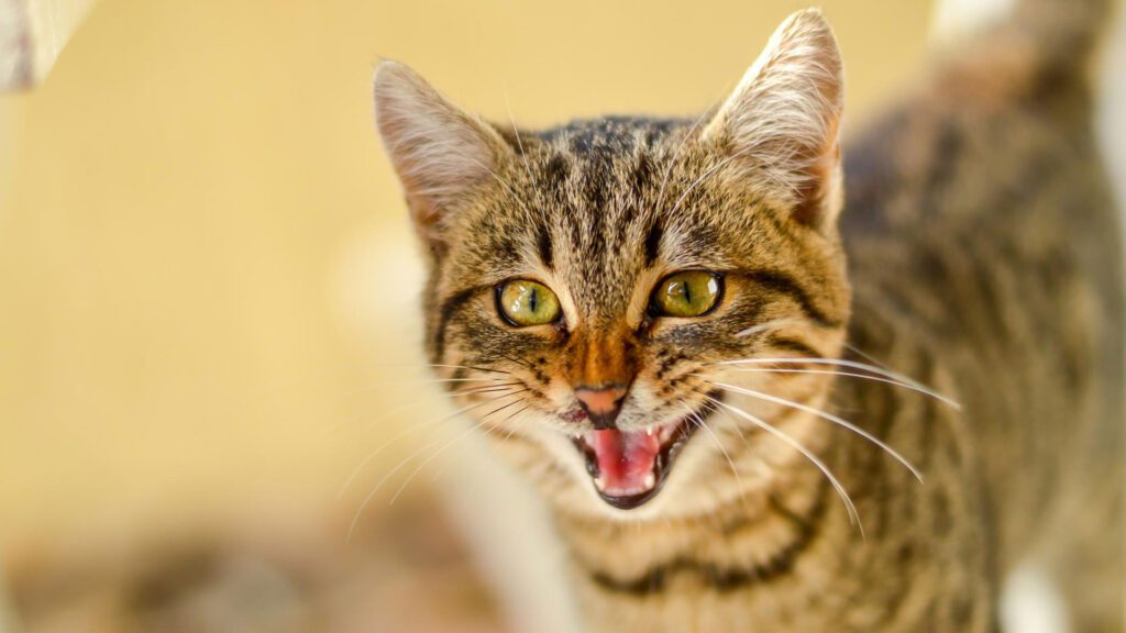 cat aggression after declawing