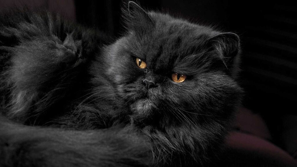 persin cat sit on room.