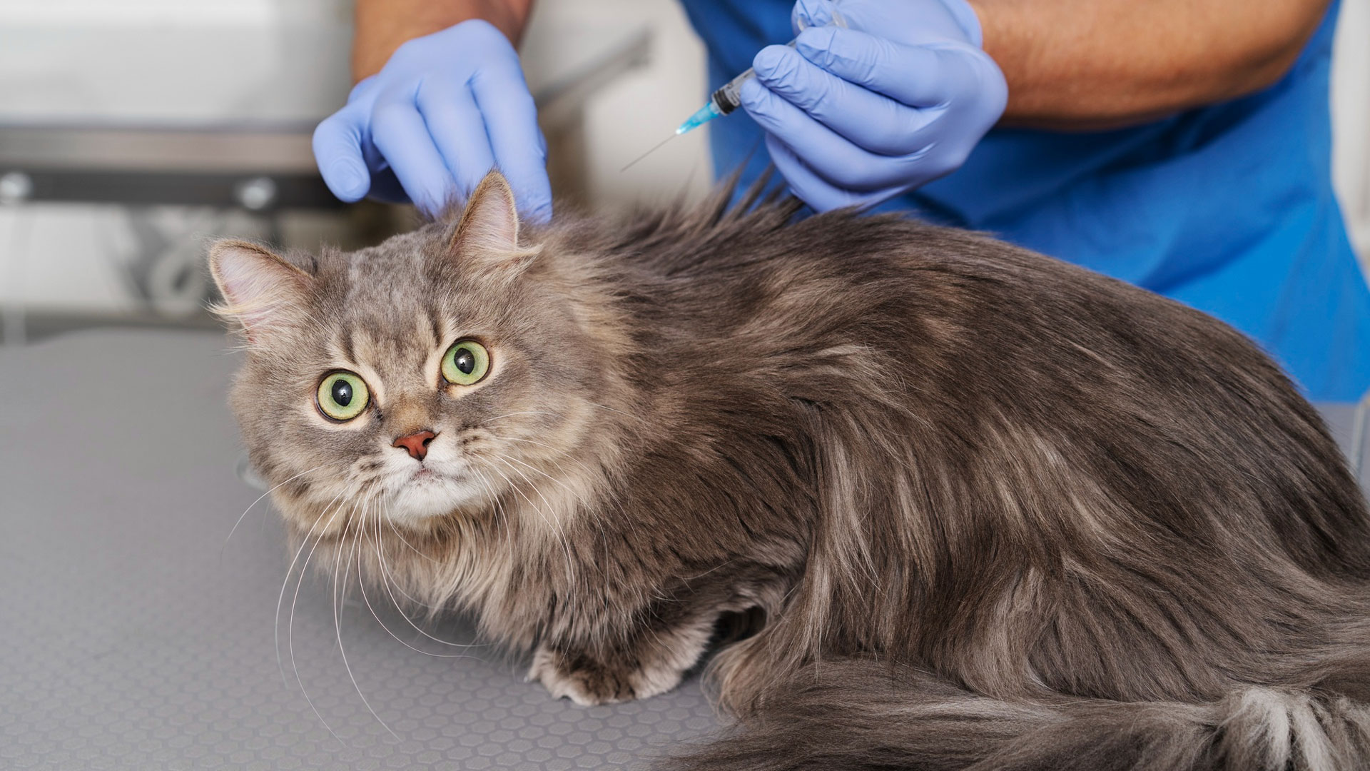 how long anaesthesia last in cats