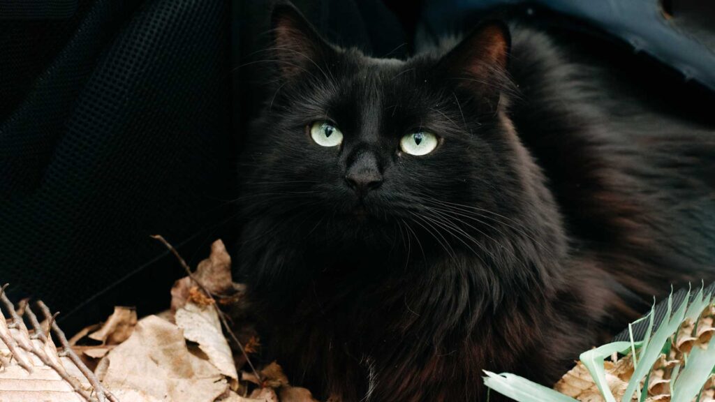 Black cute mystical cat is resting in autumn leaves.
