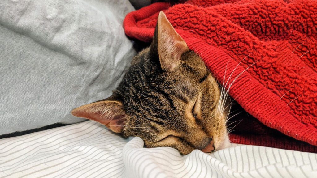 cats like heated blankets