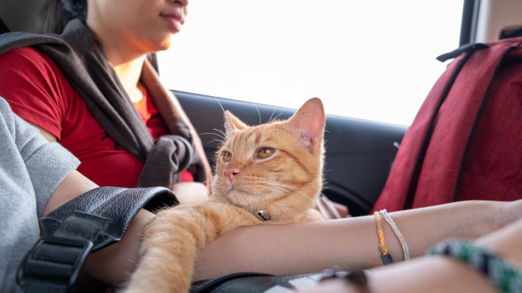 keeping cat calm during the ride
