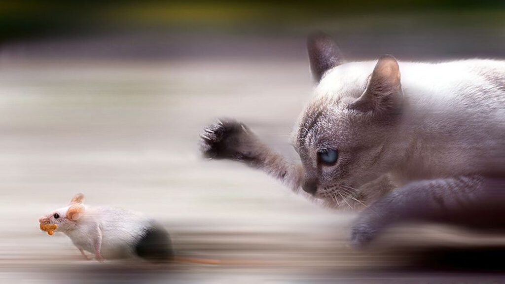 How Long Will A Mouse Hide From A Cat & Rodent Prevention Tips