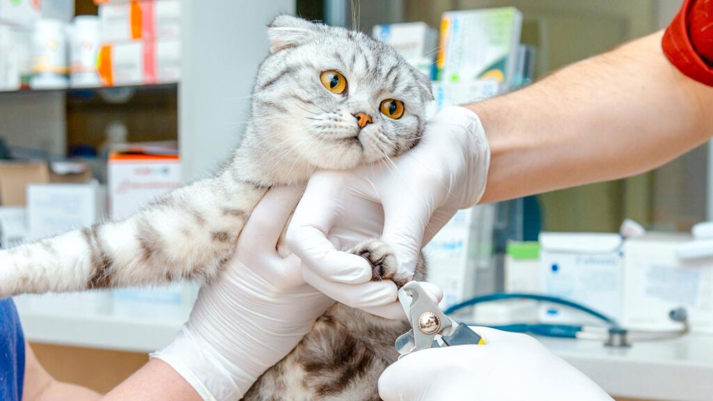 declawing a cat with cutter