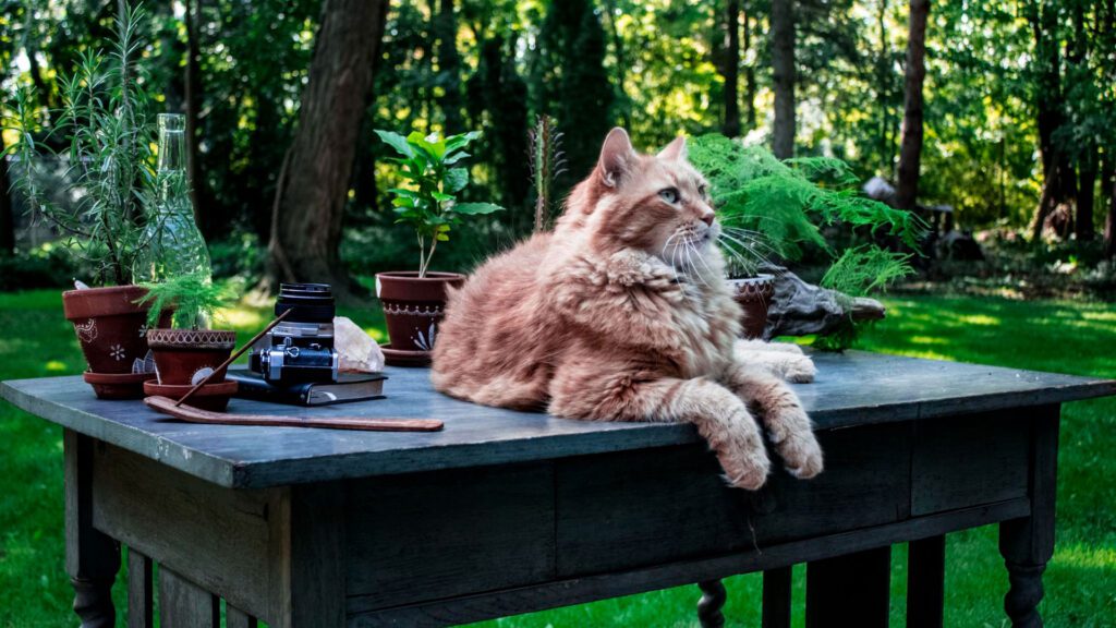 pet friendly outdoor space