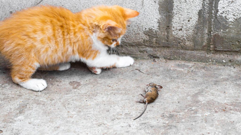 cat hunting a mouse