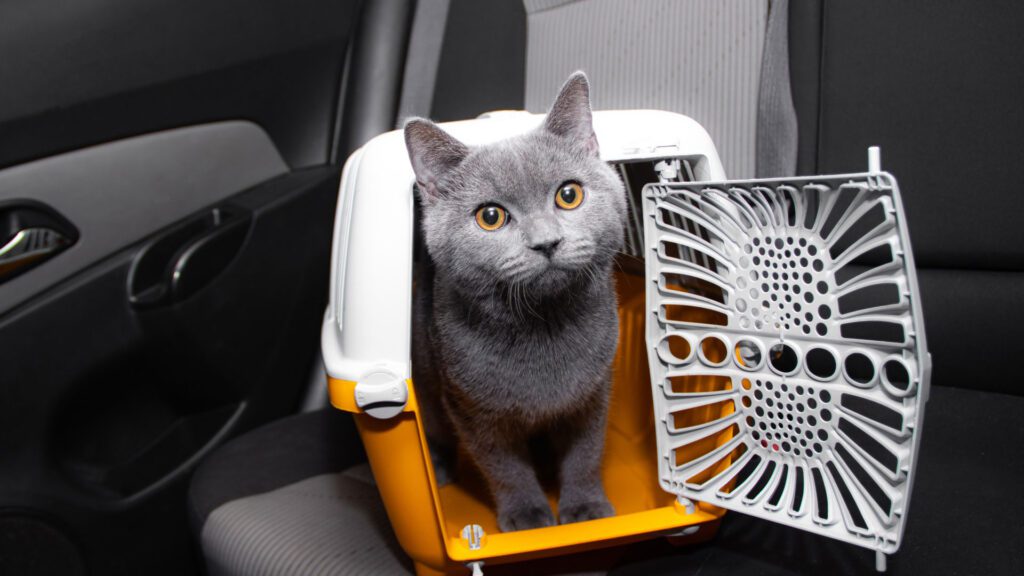  Cat Pants In the Car