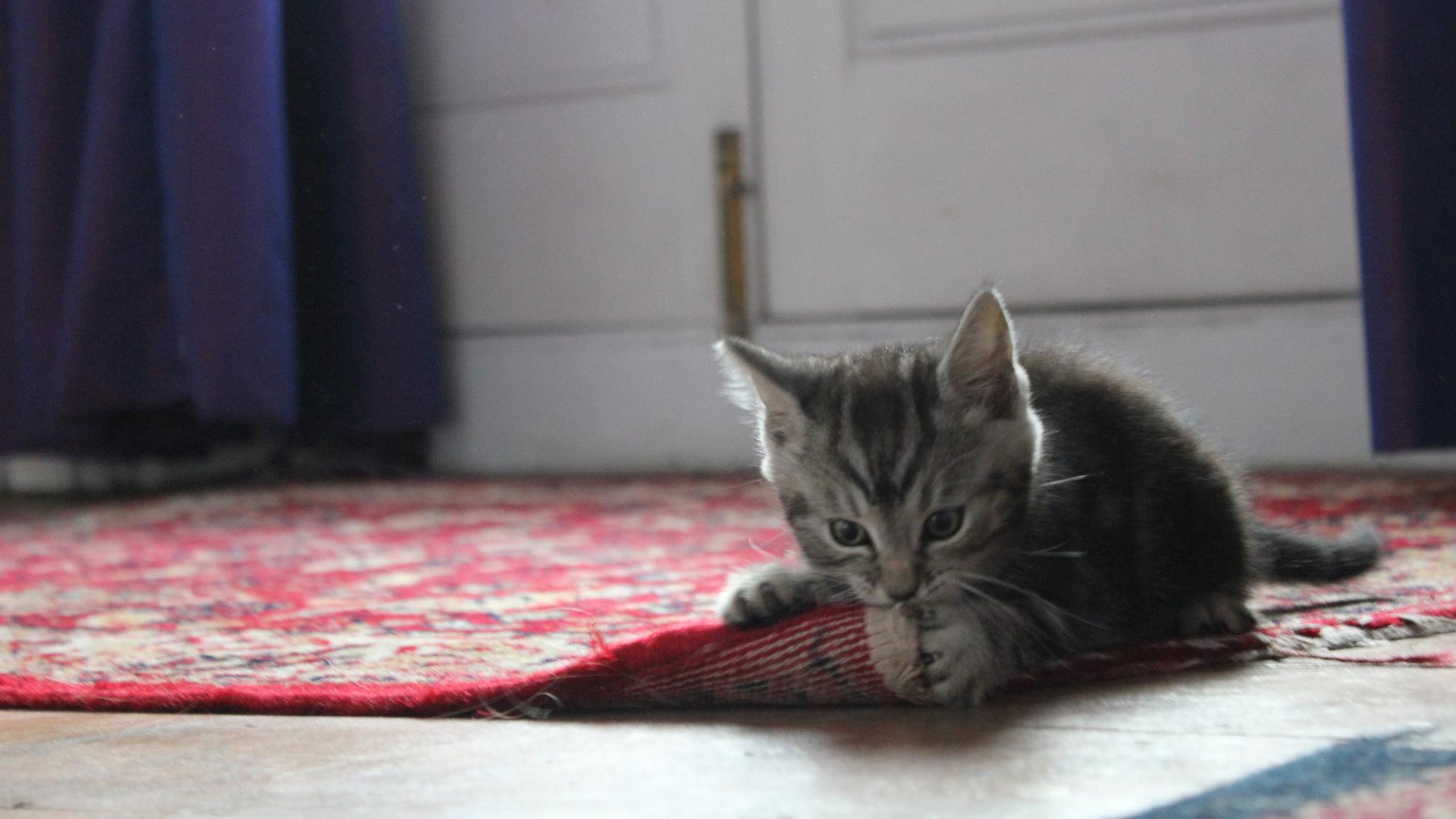 cat licking the carpet