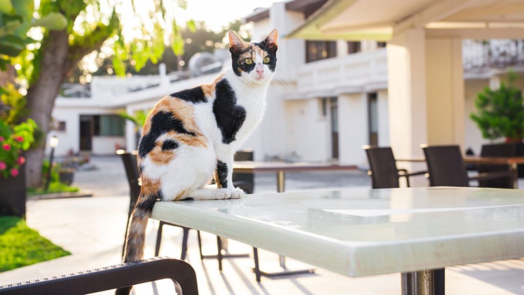 cat sitting on patio furniture