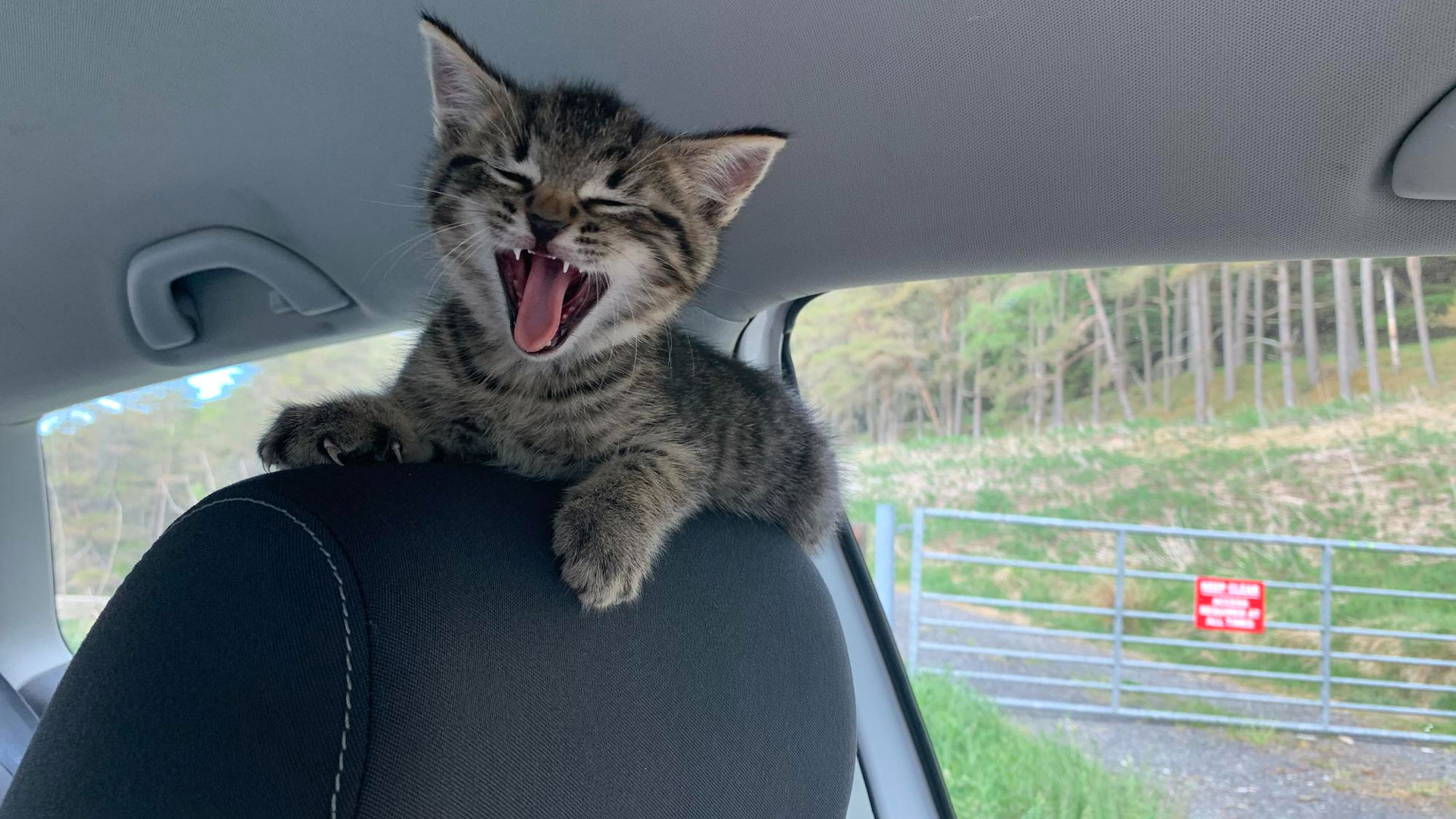 cat panting in car due to illness