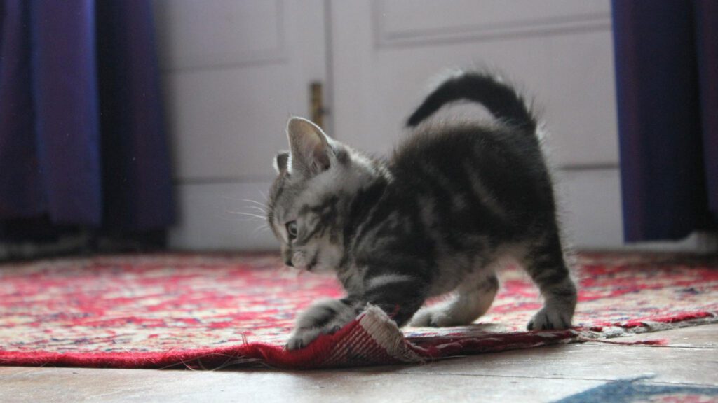 cat scratching the carpet