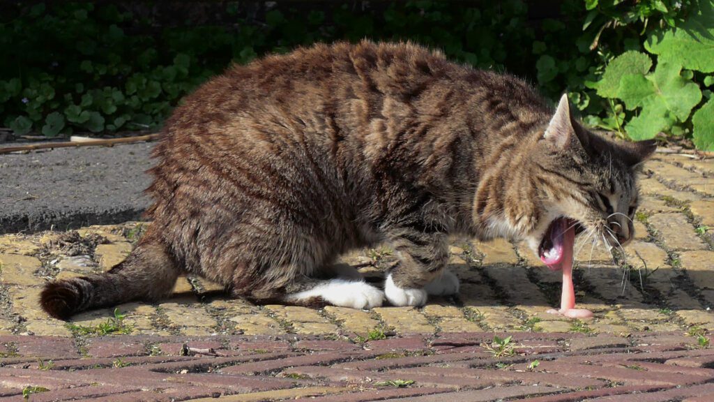 Cat vomiting because cat Eat Too Much Of This Plant