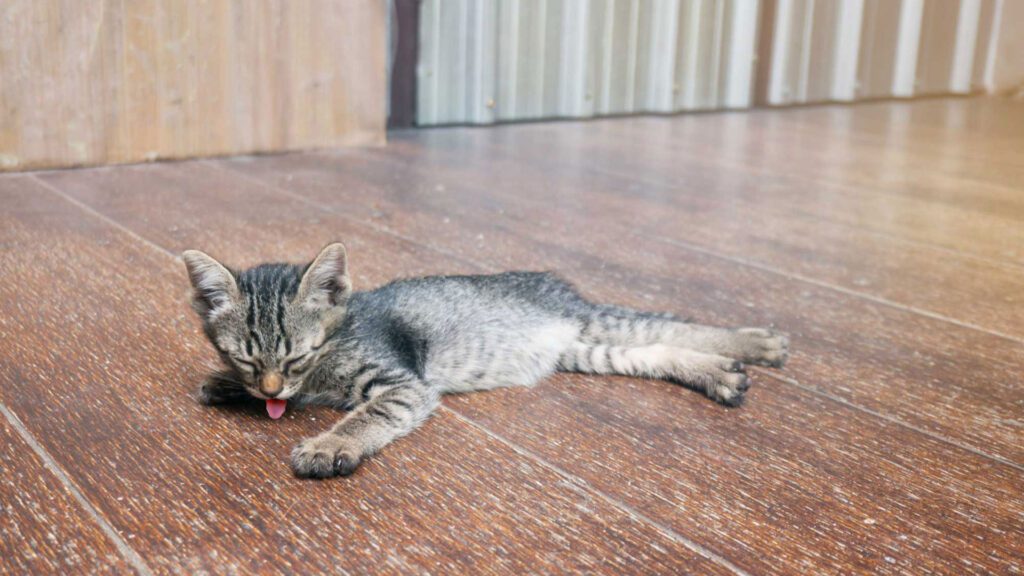 cat licking the floor