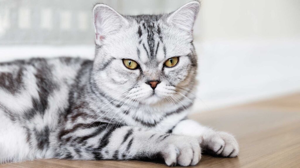 cute printed gray cat.