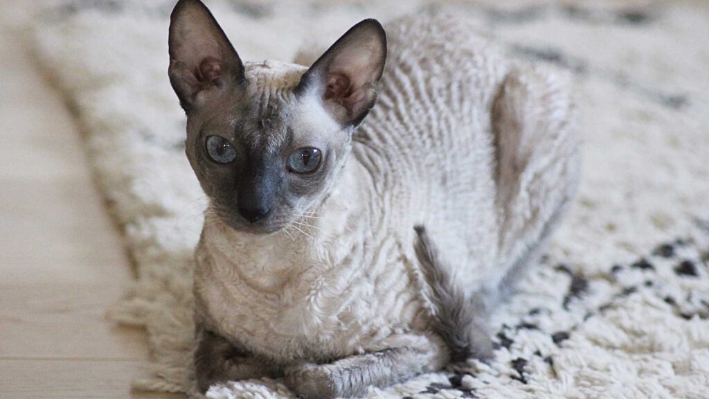 sit Cornish rex cat.
