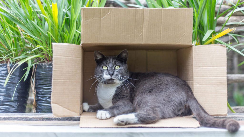 Helping Outdoor Cats Stay Warm using sturdy cardboard box