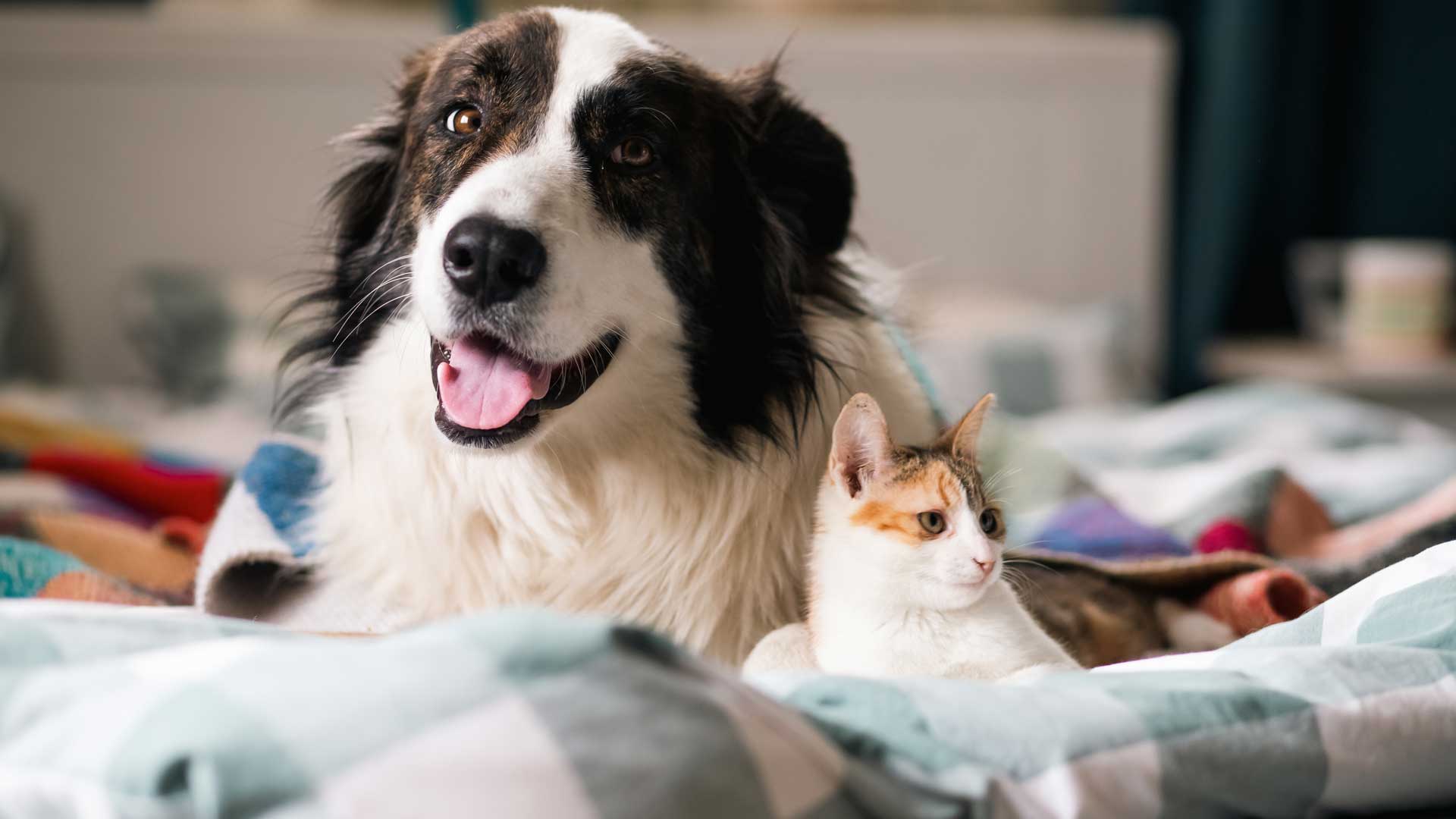 cute little cat dog on bed at home.