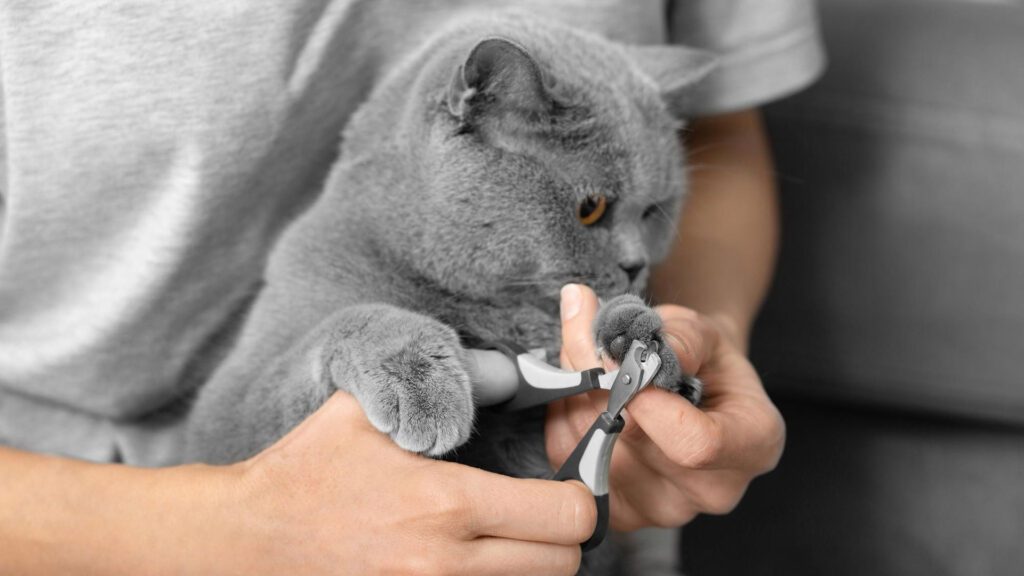 how much does it cost to get a cat declawed