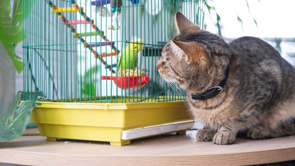  cat is sitting near a cage with a parrot watching a bird hunting.