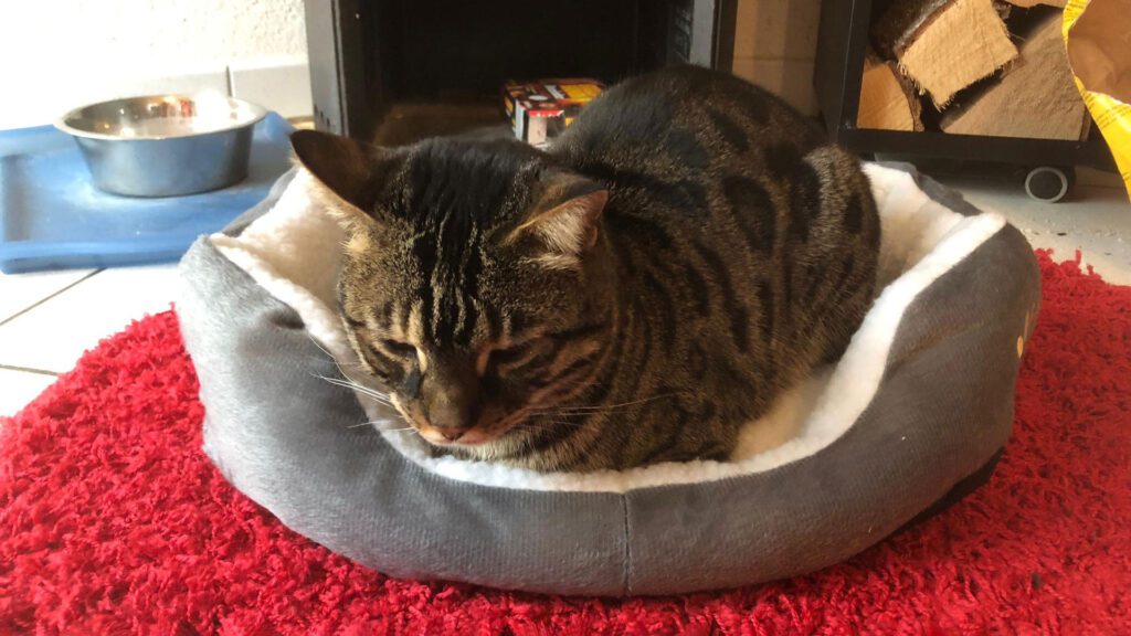 Things To Keep in Mind When Using Heated Cat Beds