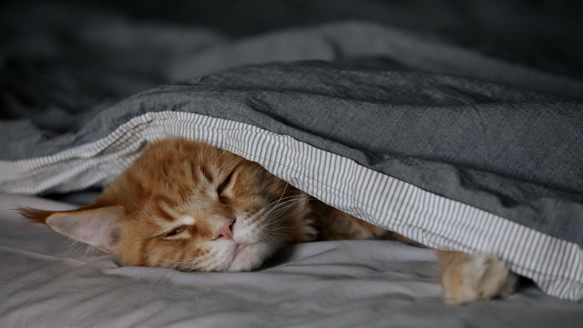 cats like heated blanket