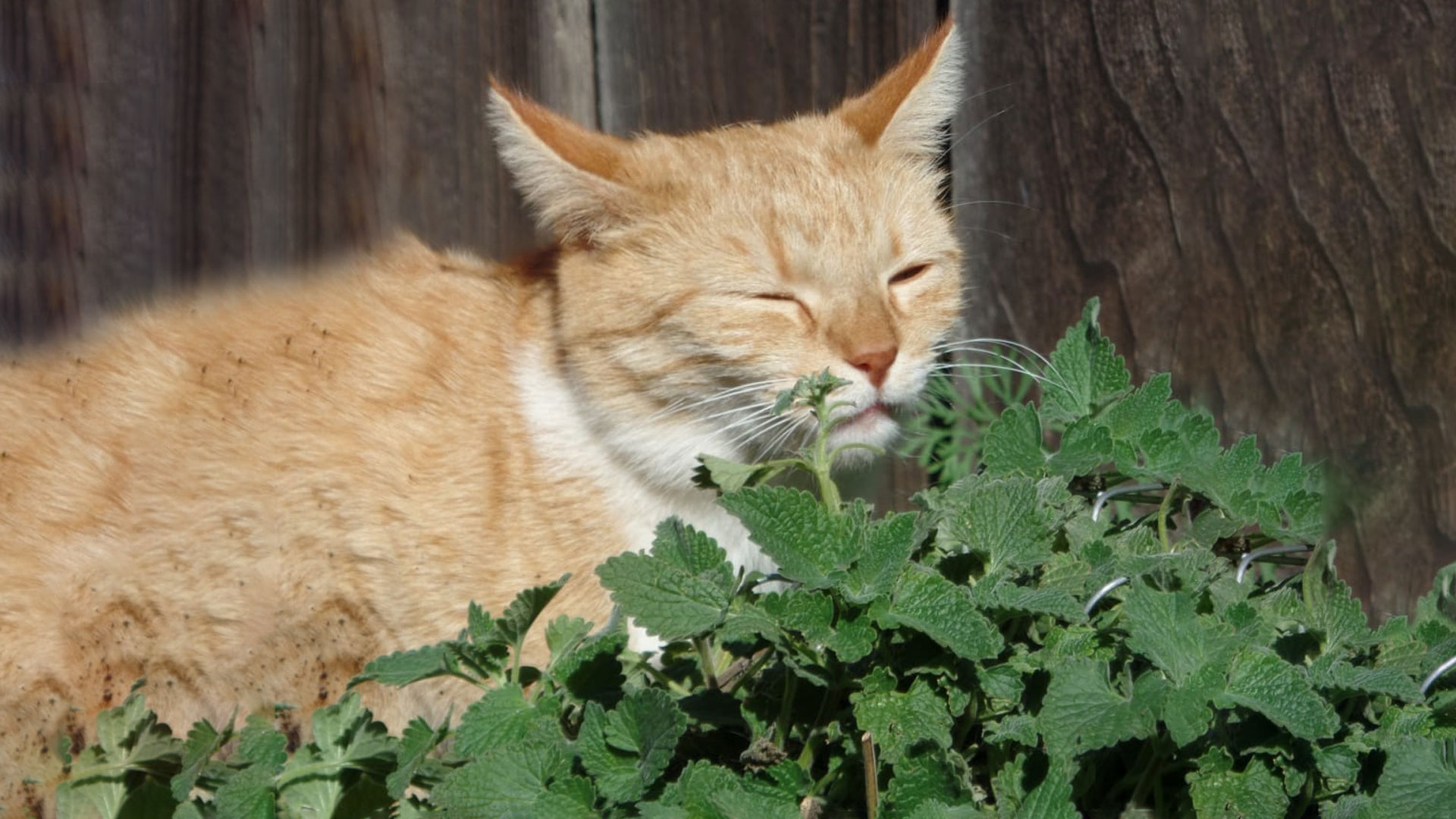 Is Lemon Balm Safe For Cats