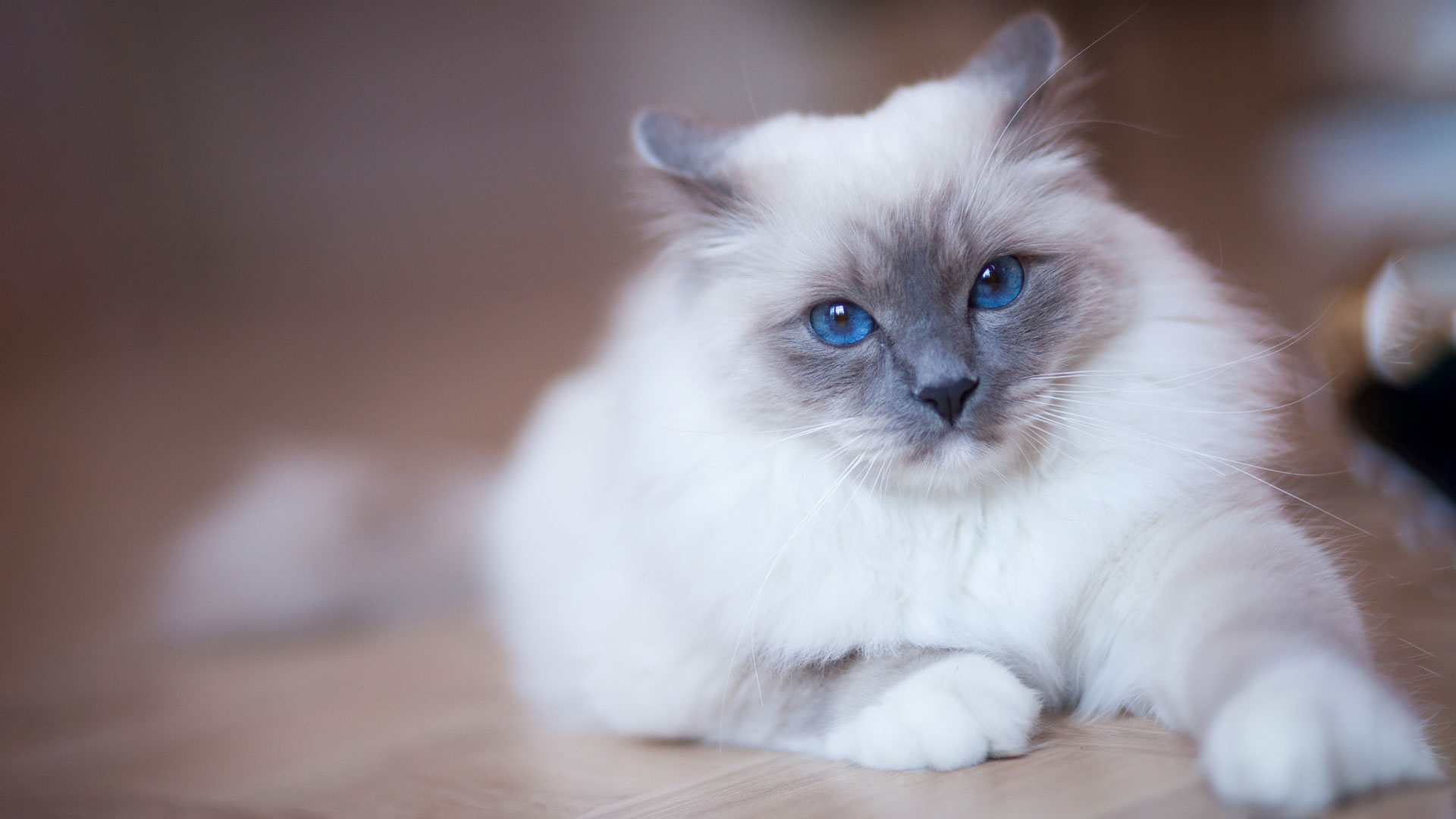 ragdoll cat lifestyle