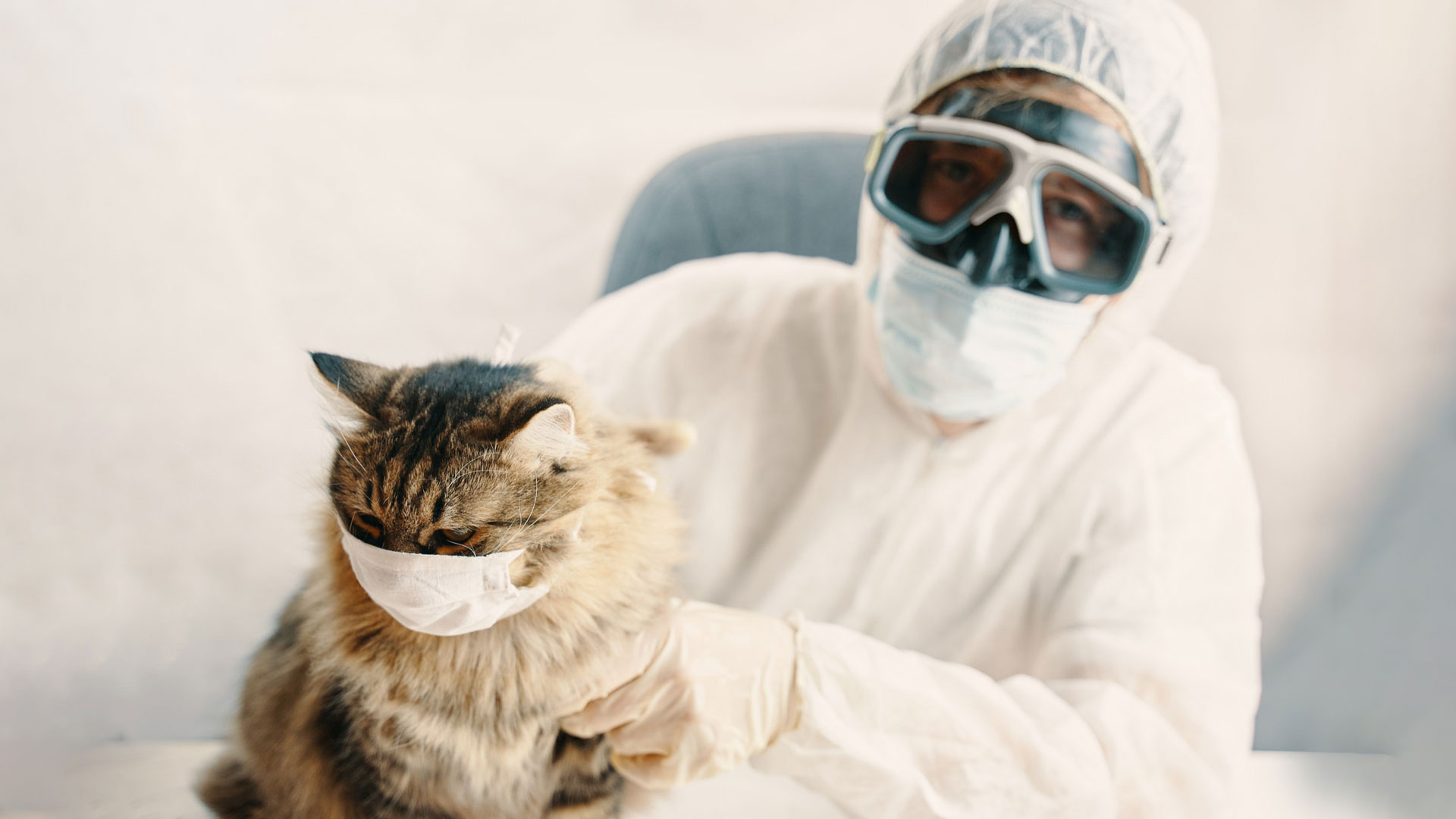 what to do with cats during pest control