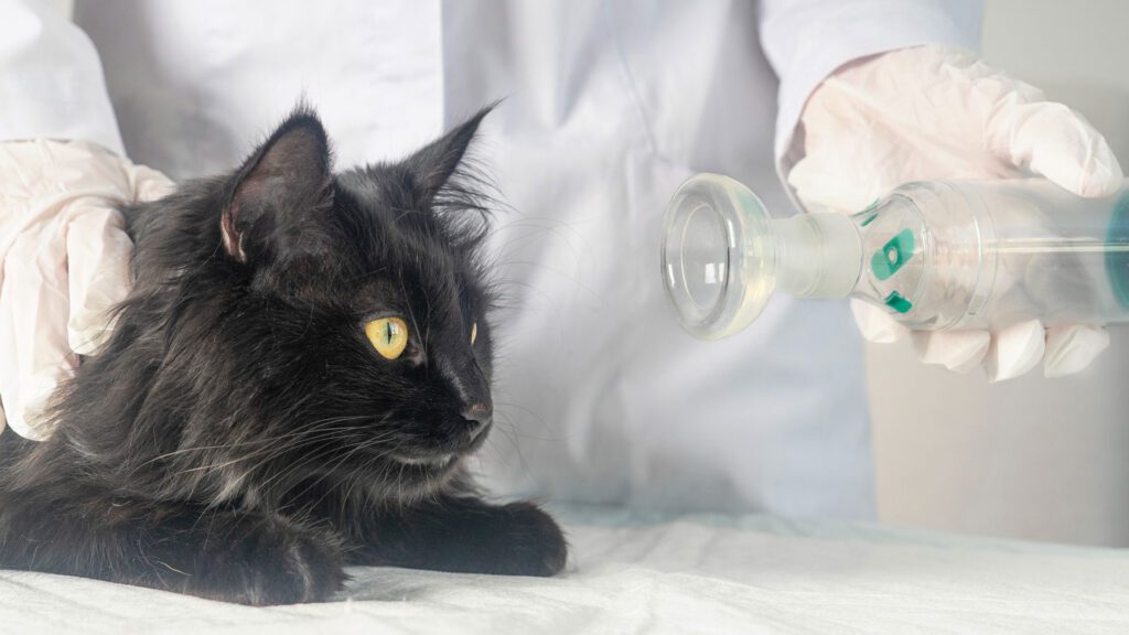 Gas anaesthetic Procedure For Cats