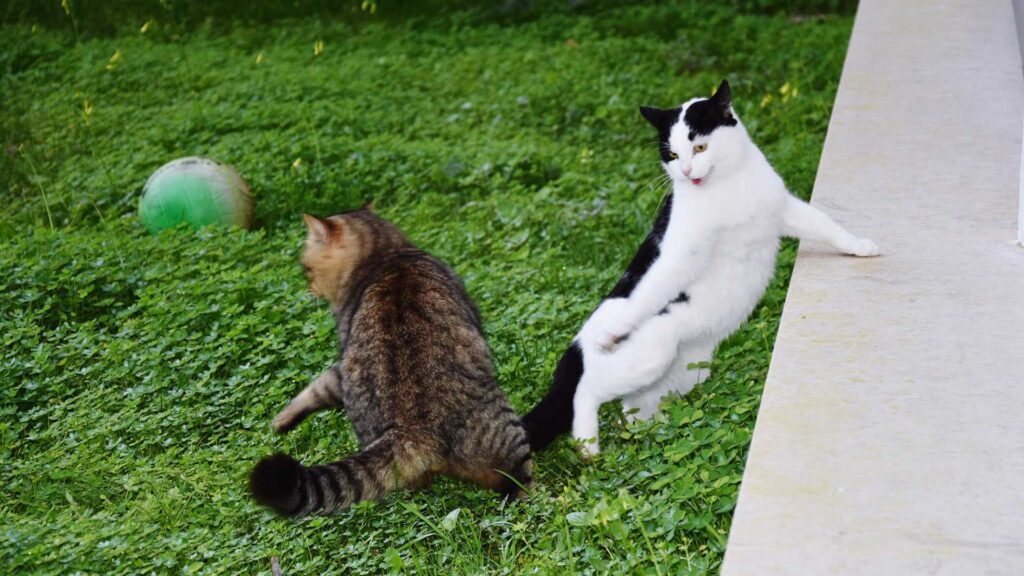 two cates playing in park.