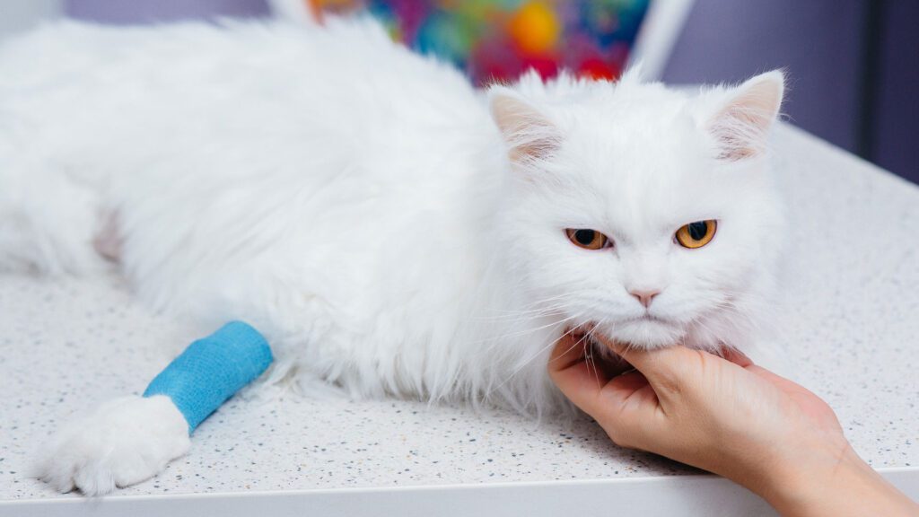 surgery or fractured bone repair of cat