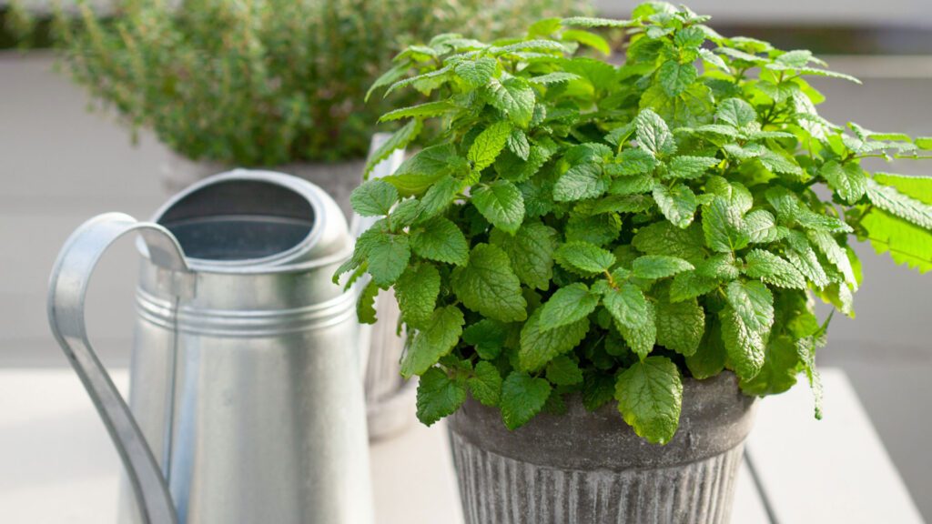 lemon balm at balcony unreachable to cat