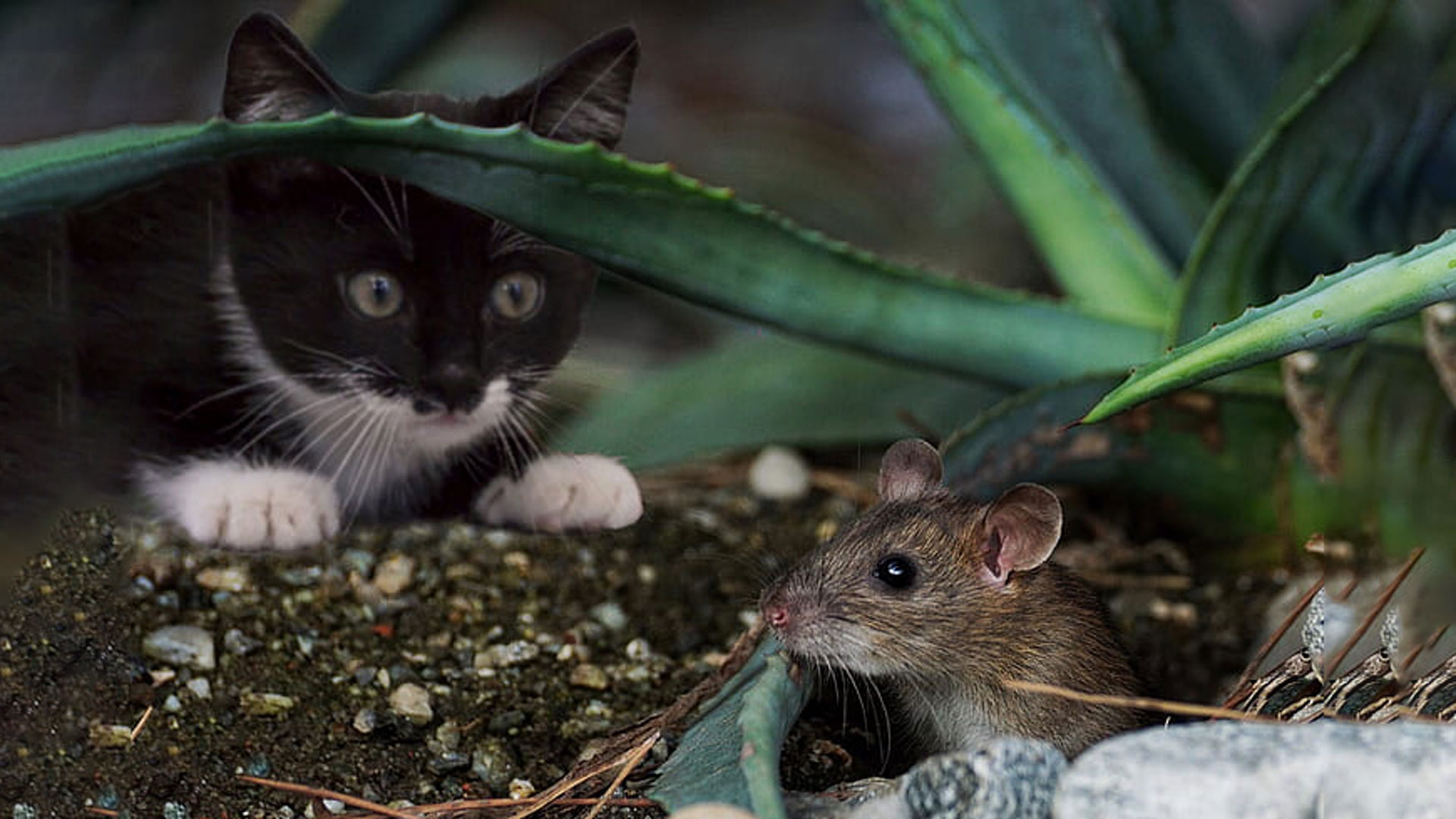 mouse hiding from cat