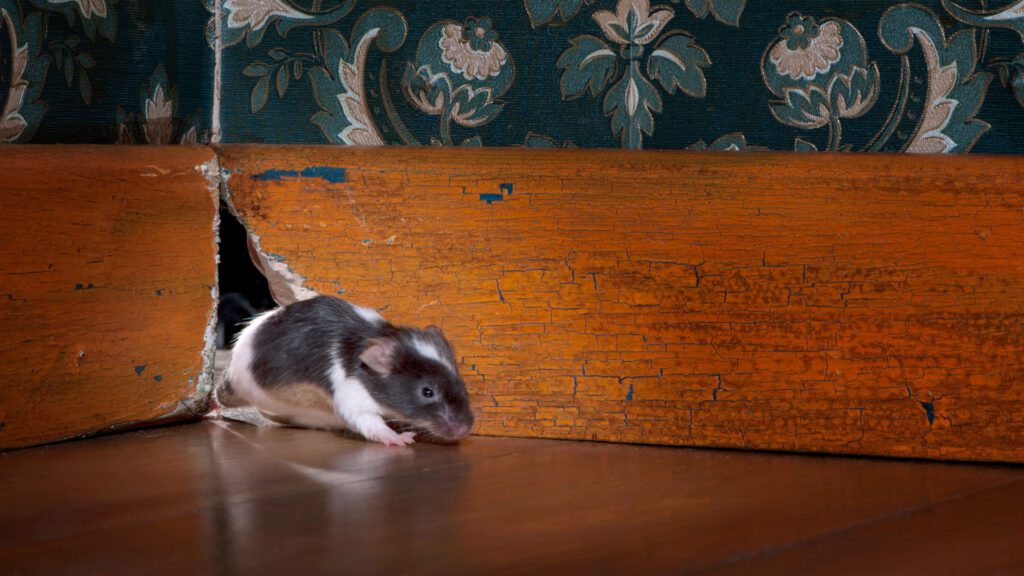 How Long Will A Mouse Hide From A Cat