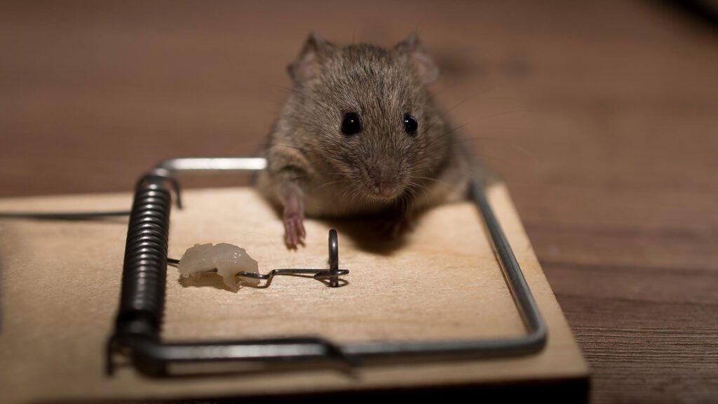 get rid of mouse using a mouse trap