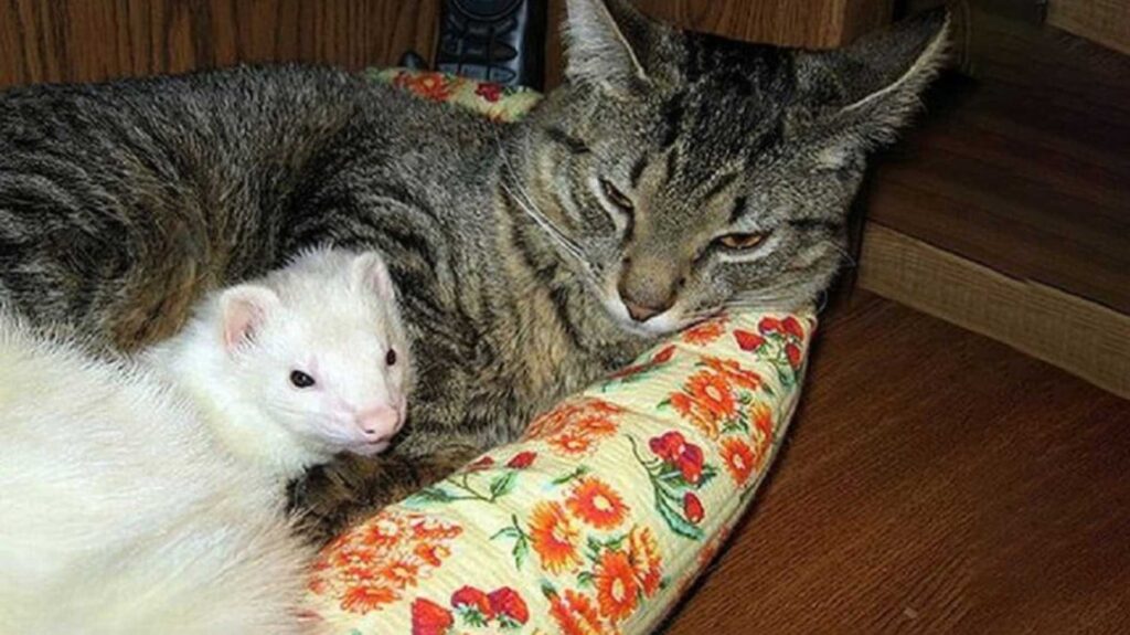cat and Ferrets relaxing in cat bed.
