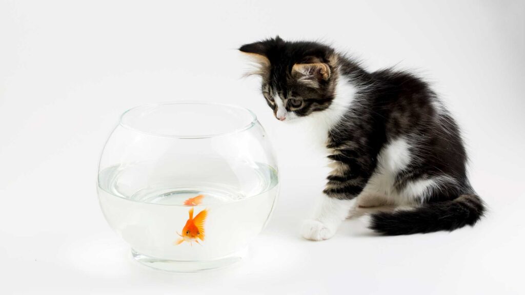 cute cat indoor House cat.