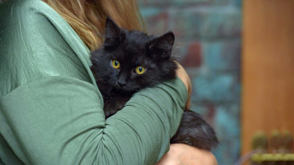 woman hug small cute black cat.