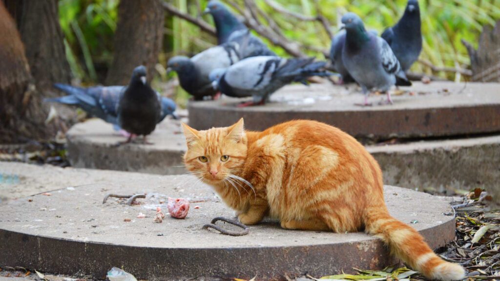 cats sitting outdoors.