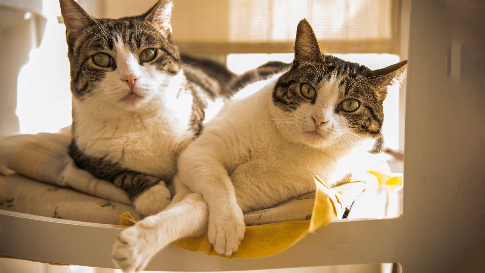 Do Sibling Cats Mate.