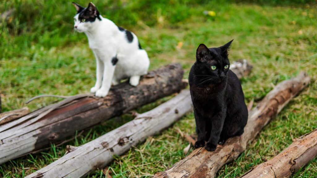 two cats sitting on a log in park and looking.