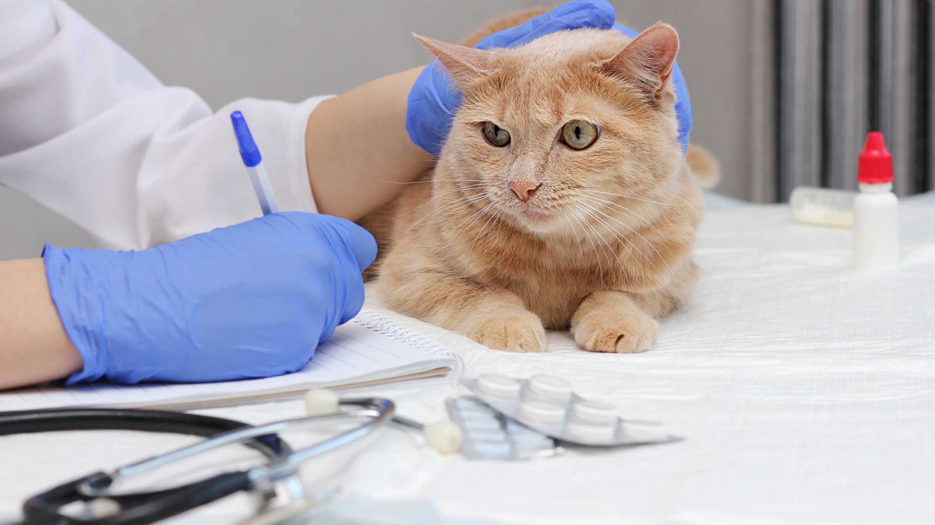 Imodium Dosage for Cats.