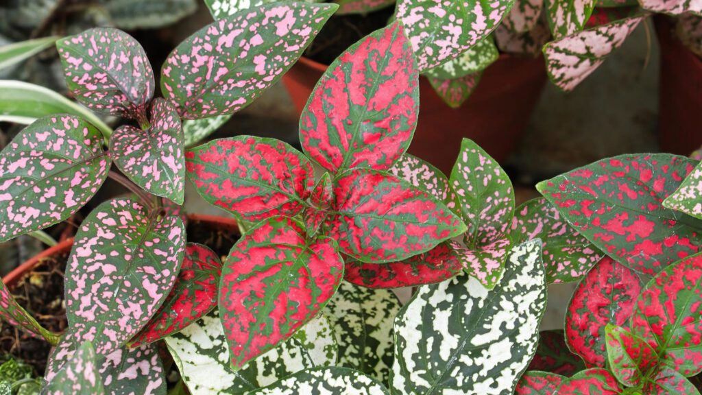 How Polka Dot Plants look like