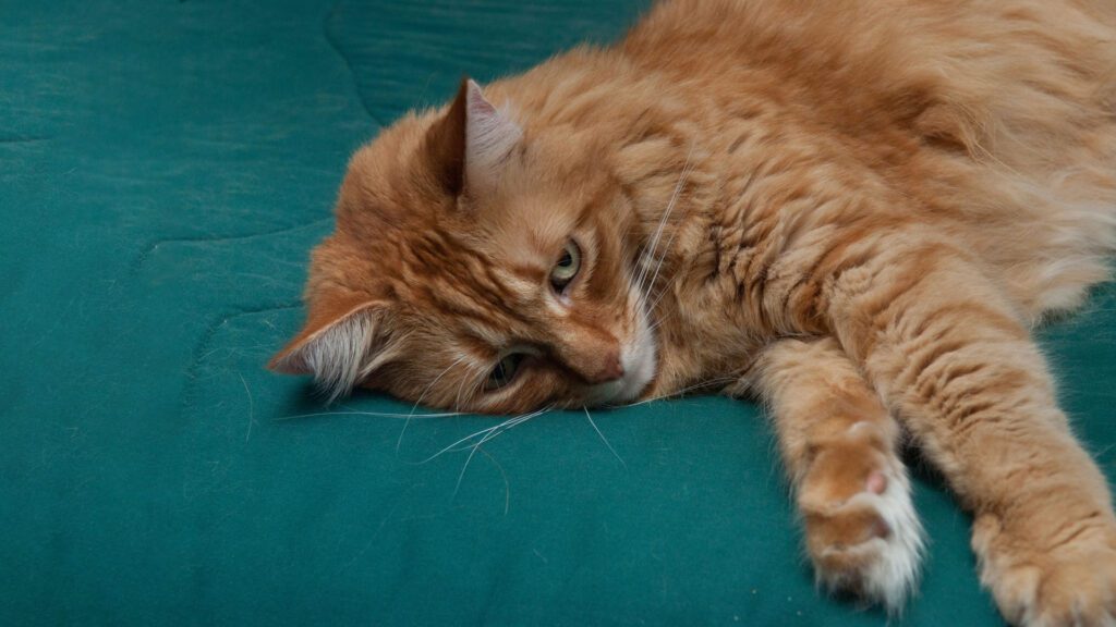 bored cat lying on couch
