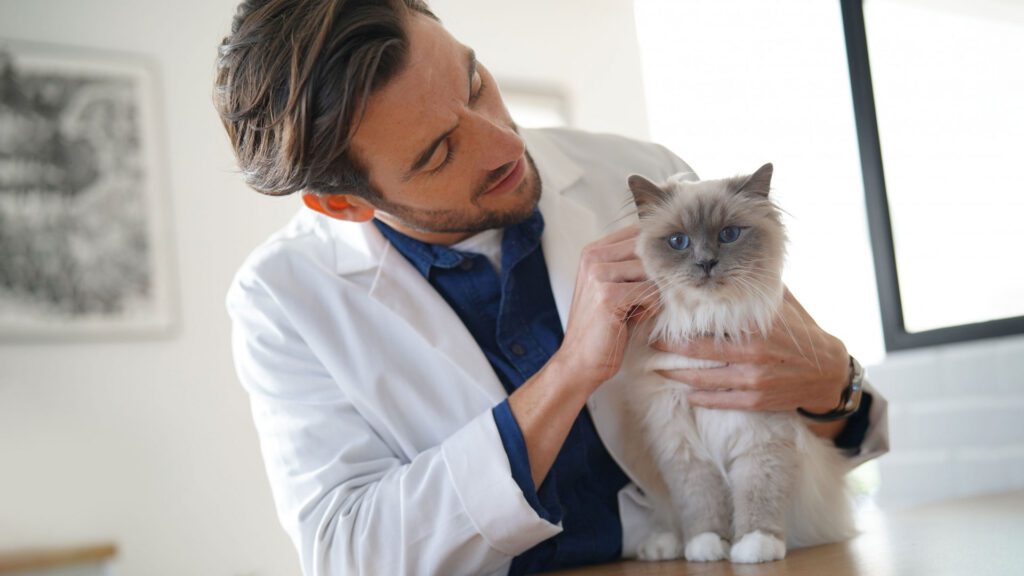 behavior expert observing a cat