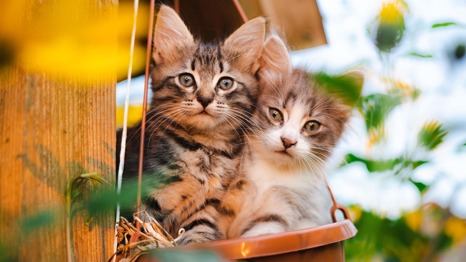 What Happens If You Separate Bonded Cats? Mysterious Meow