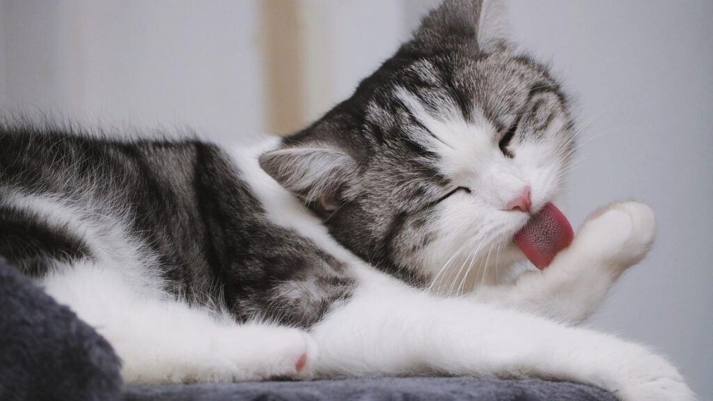 cat love self grooming by licking themselves.
Why does my cat lick my feet