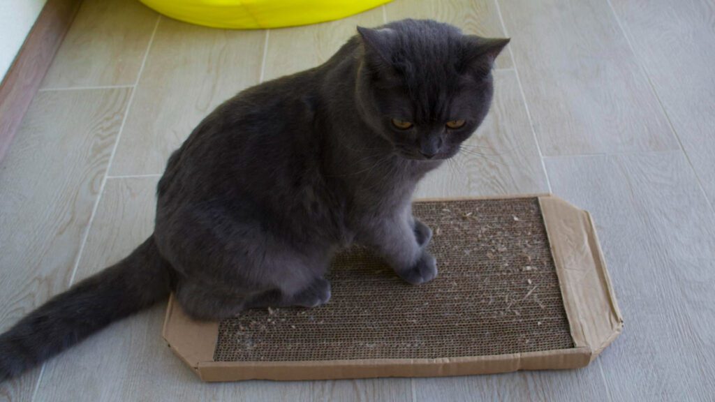giving scratcher to cat to stop cat from scratching leather furniture