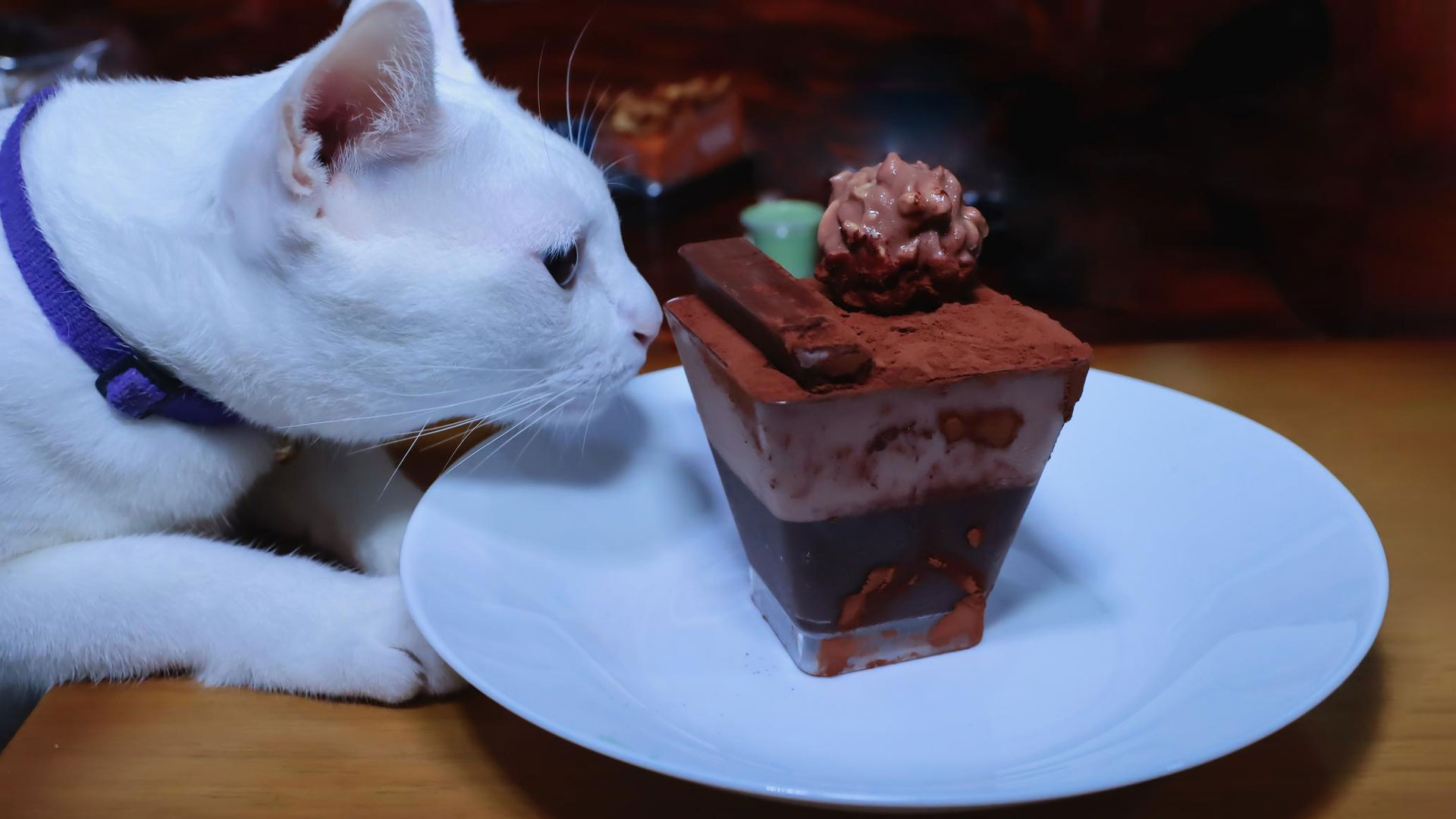 cat having chocolate